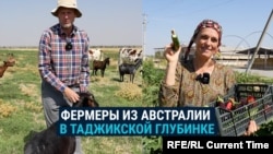 Семья фермеров из Австралии обосновалась в Таджикистане: держат скот, делают сыр и внедряют новые технологии